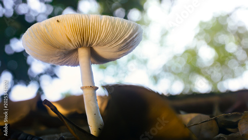 Foto Leucoagaricus sp