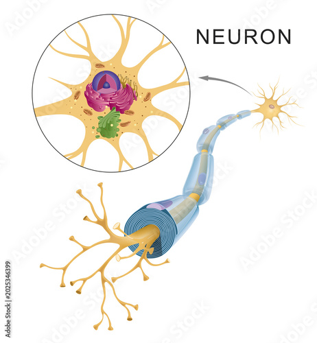 Scheme of tipical anatomy neuron structure
