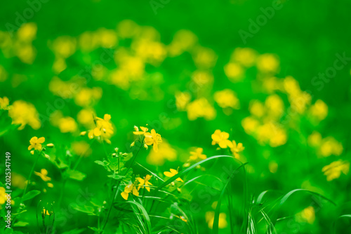 Canvastavla Summer background with yellow medicinal plants such as celandine.