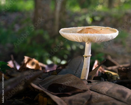Photos Leucoagaricus sp