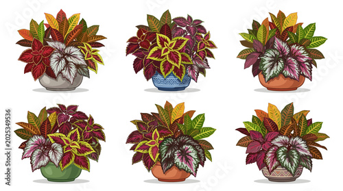 Collection of six potted houseplants with vibrant colorful foliage, decorative begonias and coleus plants in pots, indoor garden decor