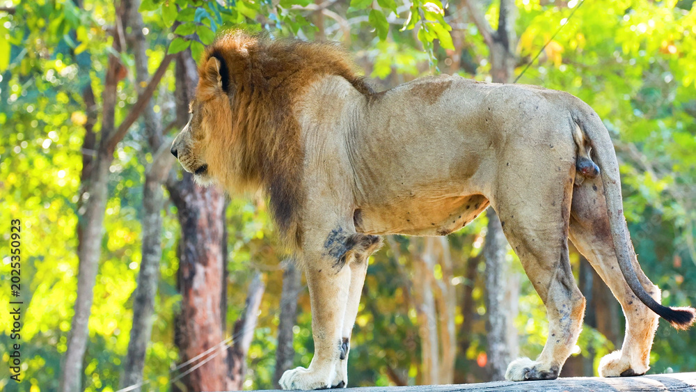 Fototapeta premium Majestic Male Lion Standing in Profile Against a Sunlit Green Forest