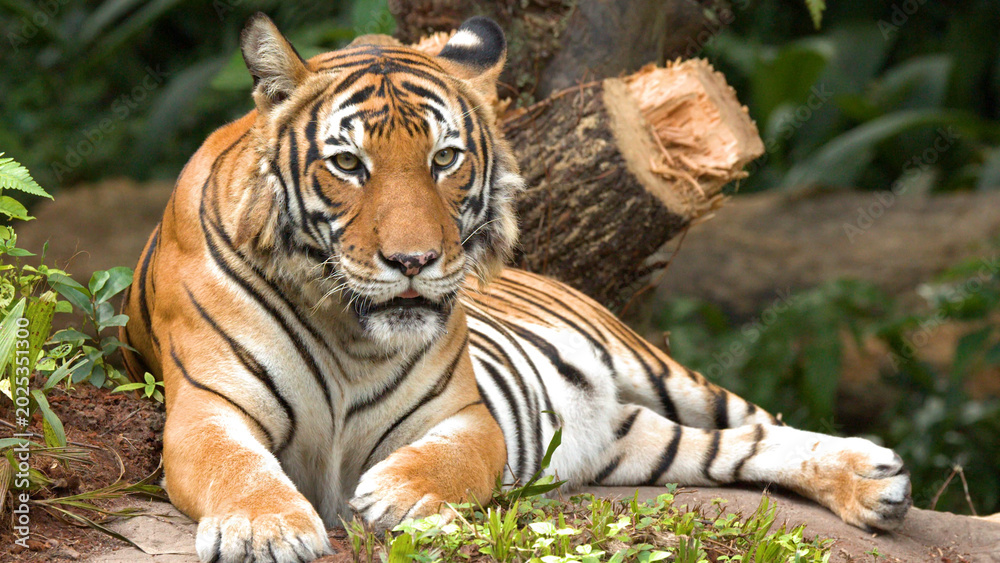 Obraz premium Alert Sumatran Tiger Lying Down in a Lush Jungle Environment