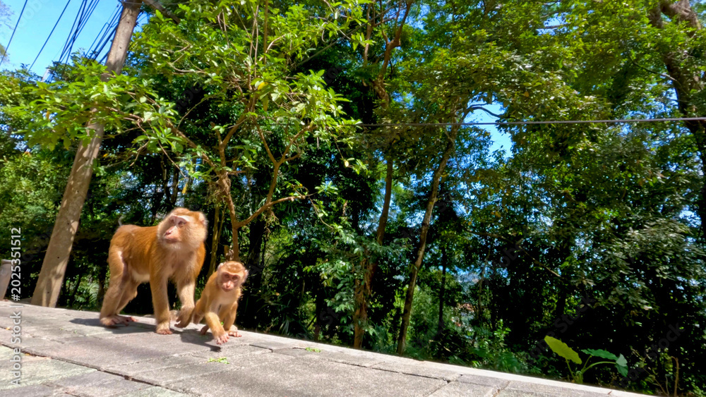 Fototapeta premium Two wild macaques walking along a sunlit jungle road in Phuket Thailand