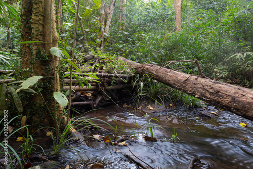 Forest River with Dead Tree Log Lying Over, Namtok Samlan National Park, Thailand