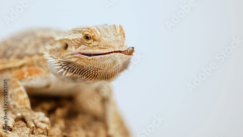 Foto Close-Up of a Bearded Dragon Eating an Insect on a Log