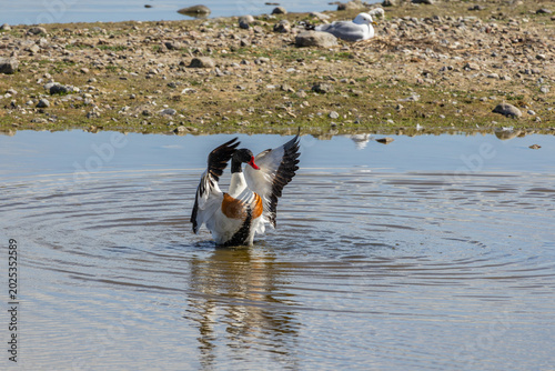 Foto Red-breasted Goose flapping with wings while preening on water