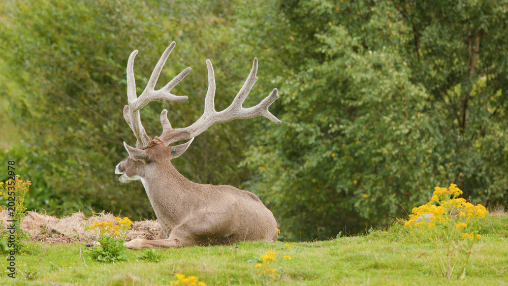 Fototapeta premium Red Deer Stag with Large Antlers Resting in a Scottish Meadow