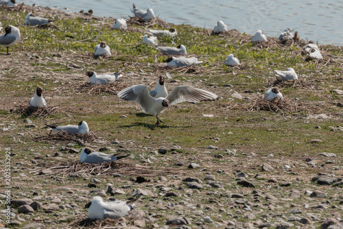 Foto two black headed gull territorial behavior in breeding colony, one gull spreads