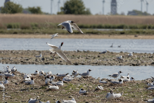 Quadro su tela Black headed gull chases away another, territorial behavior, seagull colony bree