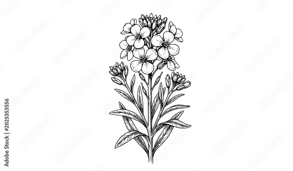 Αυτοκόλλητο Wallflower Erysimum vintage botanical vector illustration isolated on white back