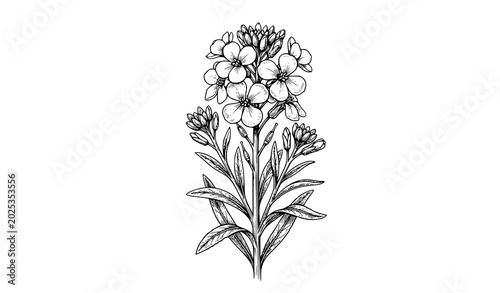 Photos Wallflower Erysimum vintage botanical vector illustration isolated on white back