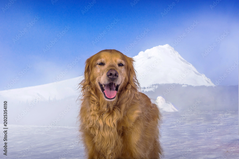 Obraz premium Golden retriever standing on snowy ground near Mount Hood, Oregon, USA — symbol of outdoor tourism and companionship. 