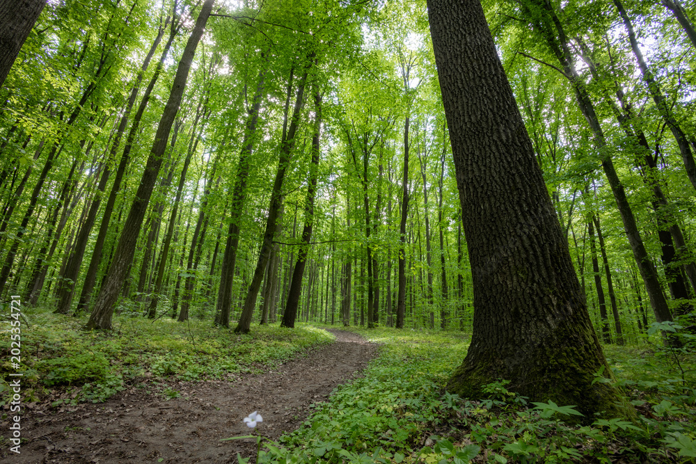 Obraz premium forest trees. nature green wood sunlight backgrounds.