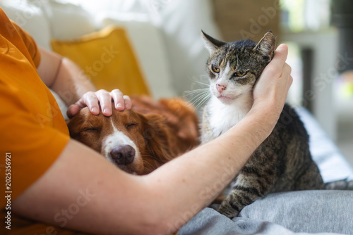 Cuadro en lienzo Man sitting on sofa at home stroking senior cat and sleeping dog