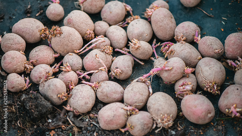 Tableau sur toile Early generation seed potatoes with chits forming, ready for planting in rich or