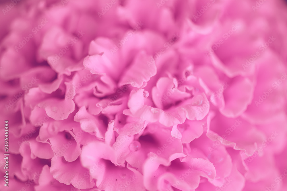 Obraz premium Pink petals creating a beautiful, soft, and vibrant floral background texture, showing delicate patterns and organic shapes perfect for nature, beauty, and relaxation concepts