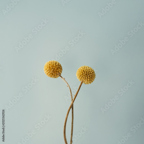 Close-Up of Dried Billy Buttons Flowers