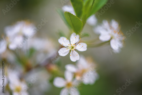 White cherry blossom flowers with delicate petals and prominent yellow stamens signaling the arrival of spring, creating a serene and fresh natural beauty
