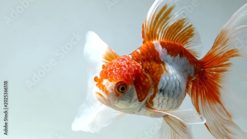 Vibrant goldfish swimming gracefully in clear water
