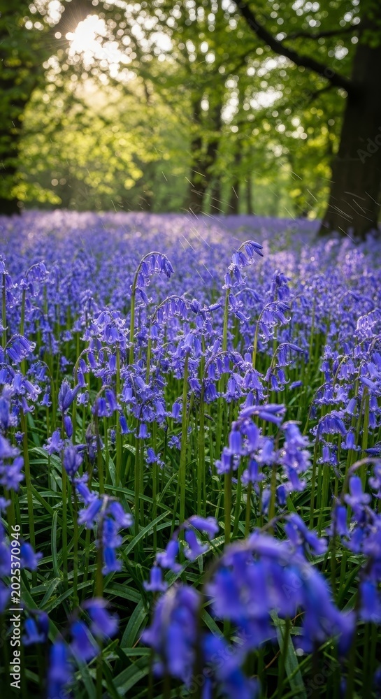 Obraz premium Enchanting Bluebell Woodland - A Carpet of Flowers in Springtime.