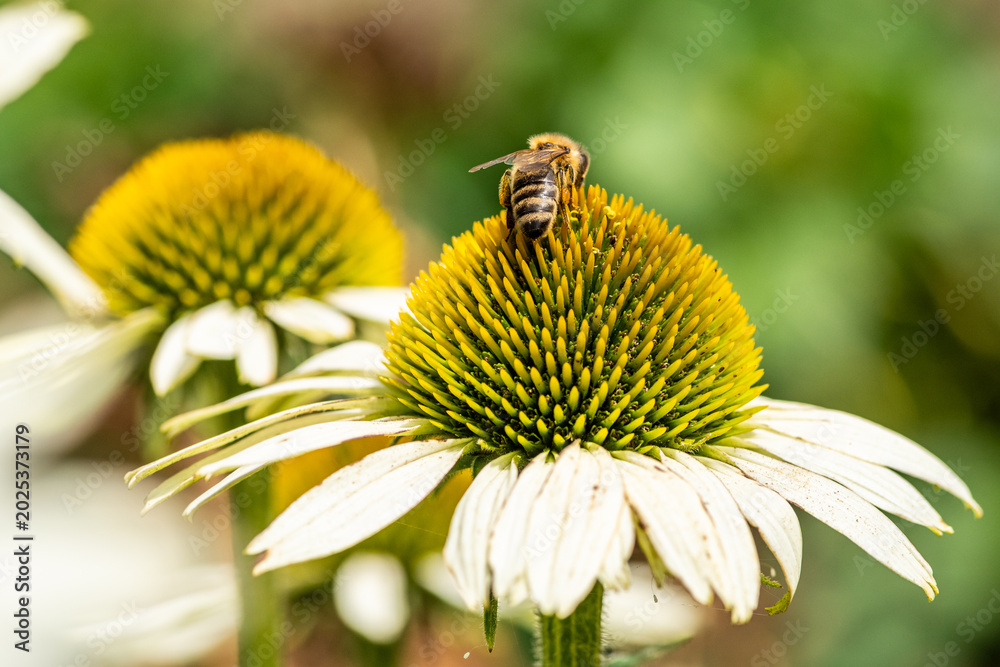 Obraz premium Pszczoła miodna (Apis mellifera) zbierająca pyłek na białym kwiecie jeżówki. Makrofotografia przyrodnicza, zbliżenie owada w ogrodzie w słoneczny dzień.