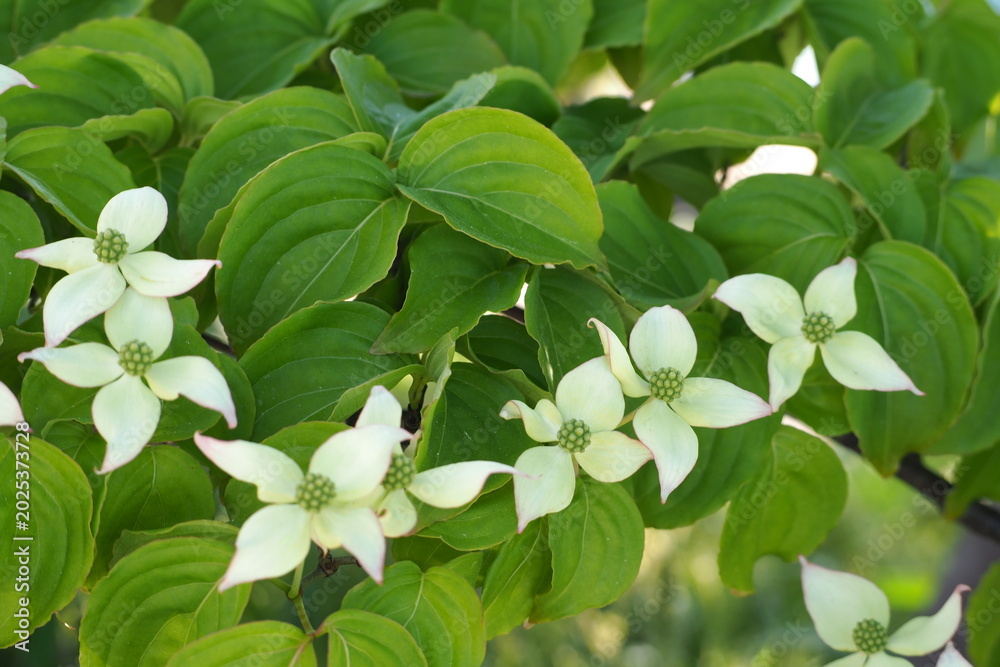 Ταπετσαρία 植物　花　Park in the evening