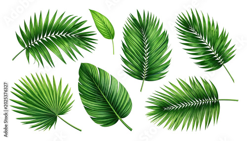 A collection of vibrant green tropical foliage, including diverse palm and other large leaves, against a black backdrop