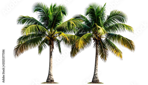 Two mature trees with long, textured trunks and vibrant green fronds. Their crowns are full and bushy, against a stark black void