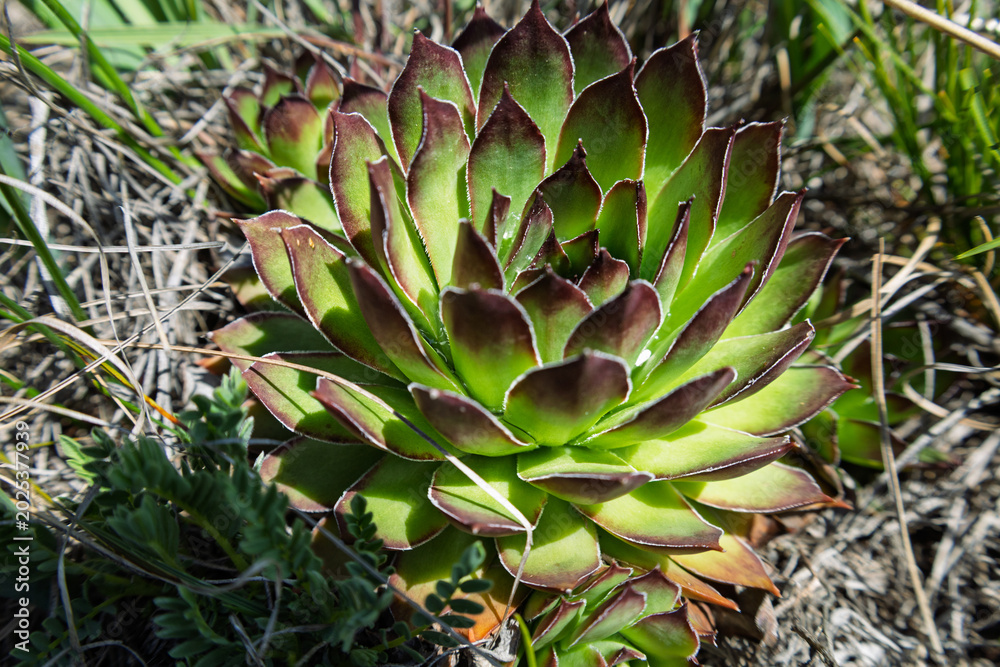 Fototapeta premium Common Houseleek Sempervivum Tectorum Succulent Plant
