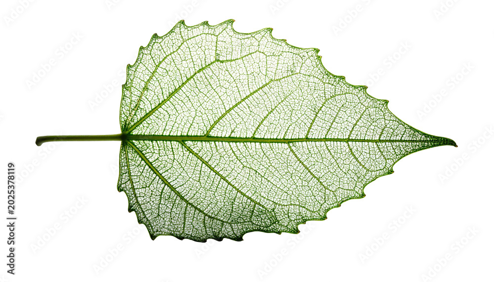Obraz premium Close-up of a delicate, transparent leaf showcasing intricate venation against a black background