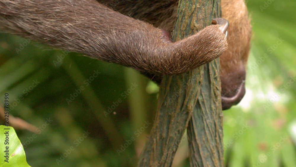 Fototapeta premium Close-up of a Brown Sloth Claw Gripping a Tree Branch in the Jungle