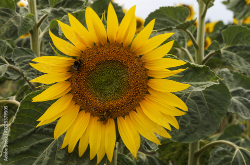 Vibrant Sunflower Bloom And Working Bumblebees