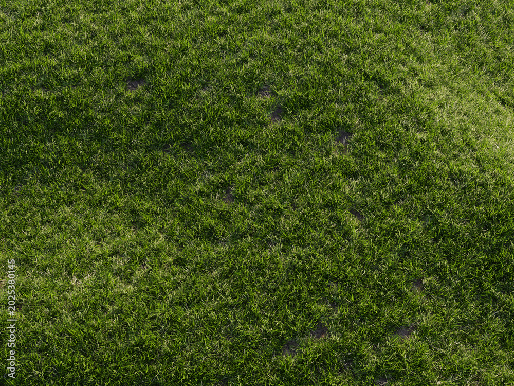 Fototapeta premium Vibrant green grass meadow with soft bokeh sunlight creating dreamy natural background.