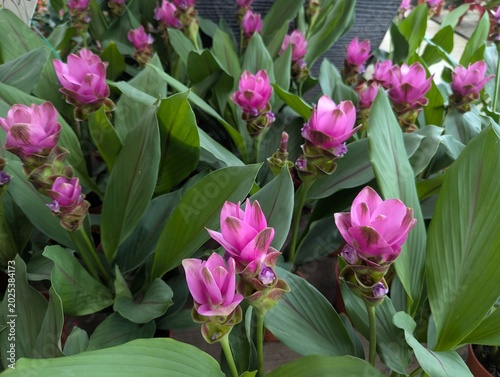 Pink/purple flowers of of Siam tulip (Curcuma petiolata)
