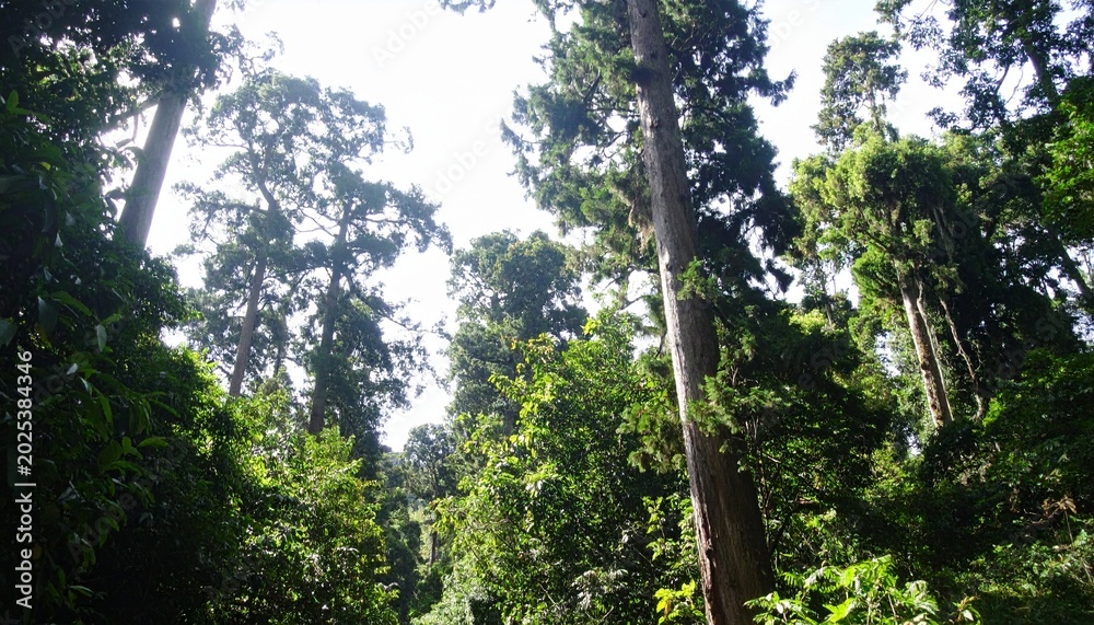 Fototapeta premium A breathtaking lush forest filled with tall ancient trees, dense green foliage, soft sunlight rays piercing through leaves, cinematic lighting, ultra realistic, highly detailed, 8K resolution, no huma