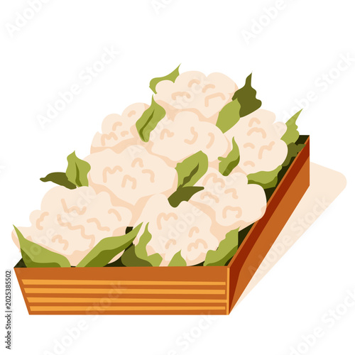 Wooden box with cauliflower. Useful vegetable. Farmers market. Storage, transportation of products to the store. Vector illustration 
