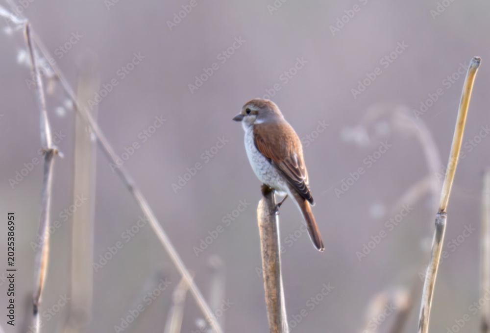 Fototapeta premium A close-up photo of a red-backed shrike