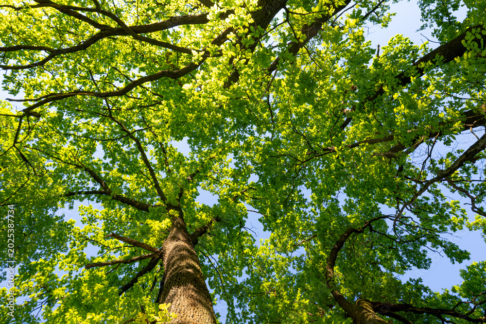 Fototapeta premium Oak leaves from the genus beech. The tree is famous for its strong and dense wood.