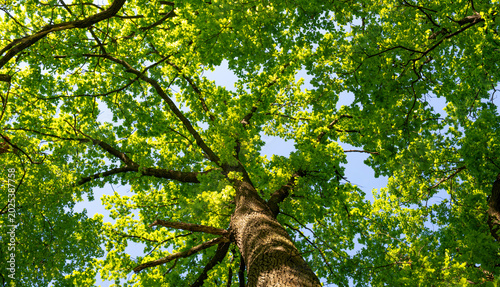 Oak leaves from the genus beech. The tree is famous for its strong and dense wood.