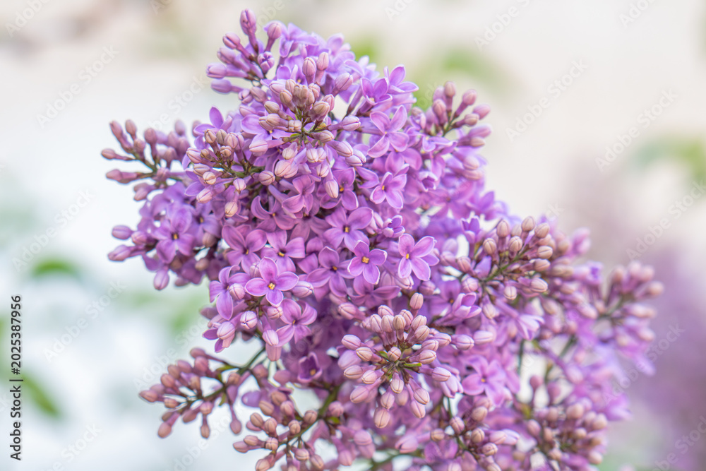 Fototapeta premium Lilac flower