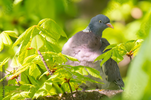 Photography Common Wood Pigeon (Columba palumbus) – Western Palearctic