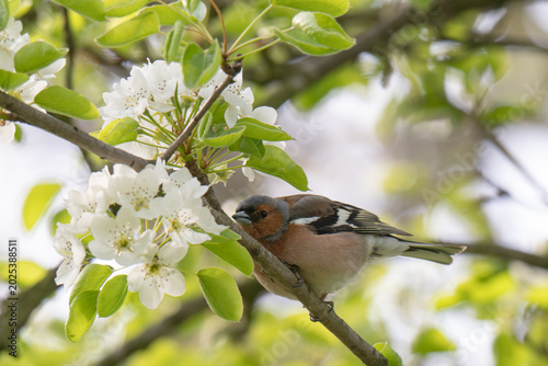 Common chaffinch, Fringilla coelebs, sits on a branch in spring on green background.