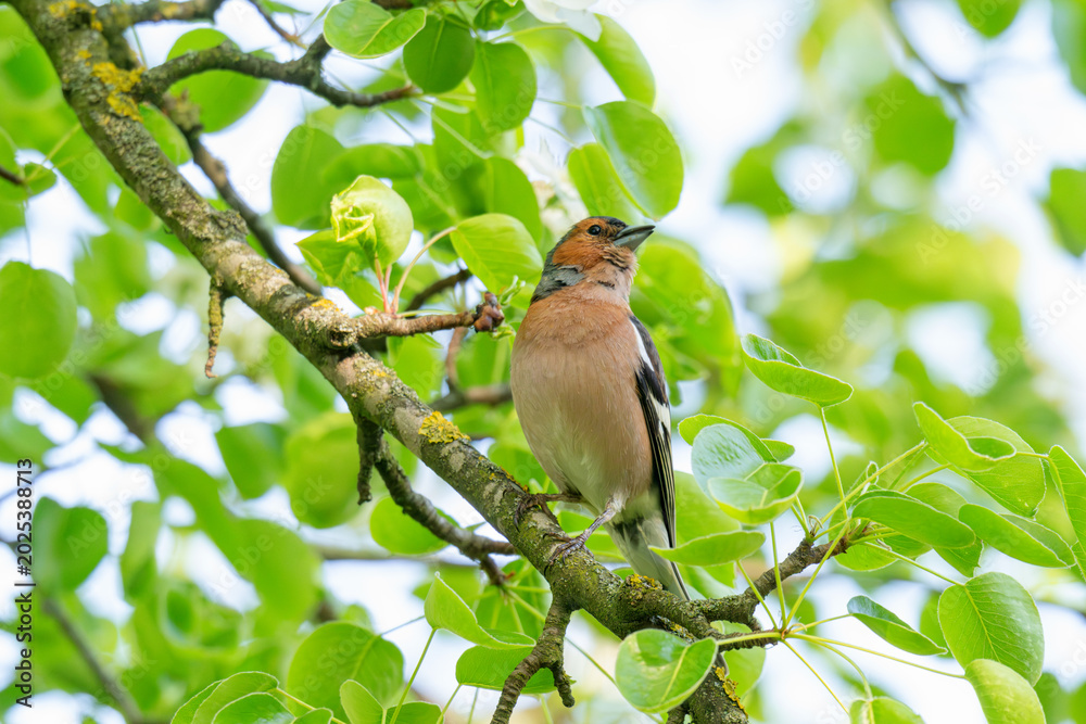 Fototapeta premium A Beautiful Chaffinch Perched i