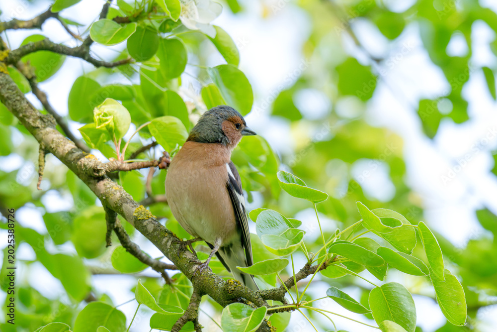 Fototapeta premium A Beautiful Chaffinch Perched i