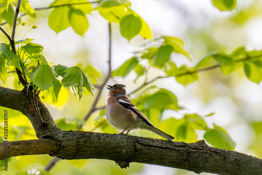 Fototapeta premium A Beautiful Chaffinch Perched i