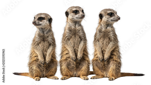 фотографія Three meerkats standing alert and looking around on transparent background for w