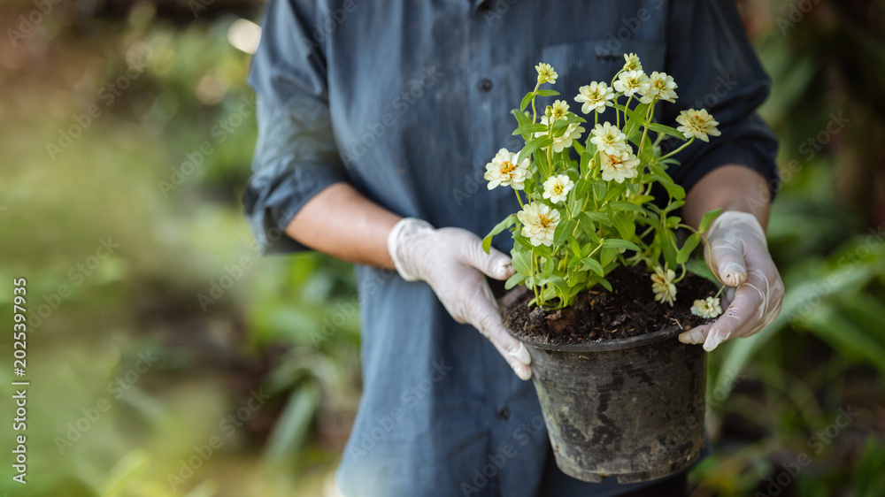 Fototapeta premium Gardener Holding White Flowers in Pot at Home Garden Nursery