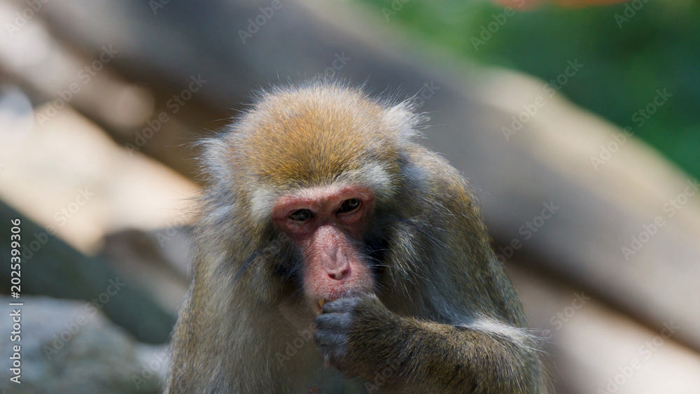 Fototapeta premium Close-up of a Rhesus Macaque Eating in a Sunlit Forest