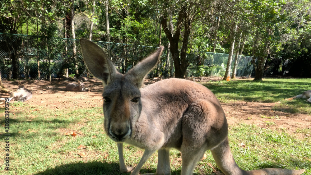 Fototapeta premium Close Up Portrait of a Kangaroo Standing in a Sunny Grassy Enclosure